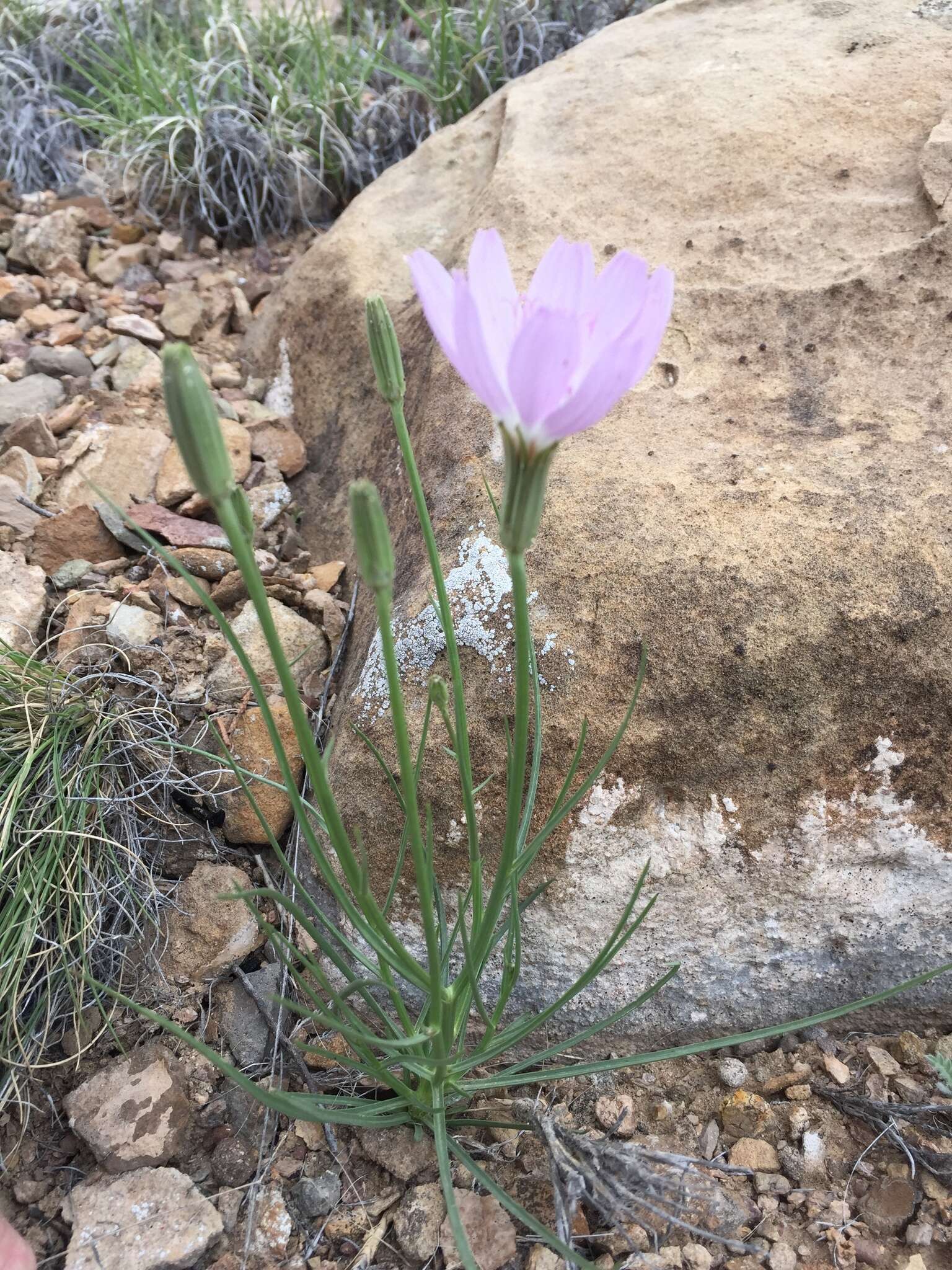 صورة Lygodesmia grandiflora (Nutt.) Torr. & A. Gray