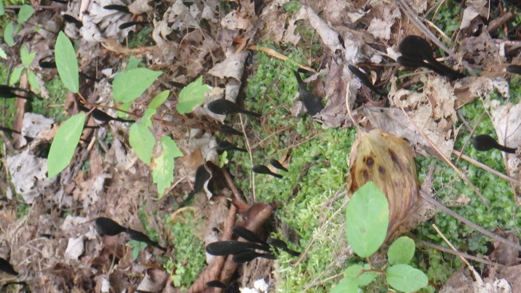 Imagem de Trichoglossum hirsutum (Pers.) Boud.