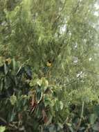 Image of Black-backed Grosbeak