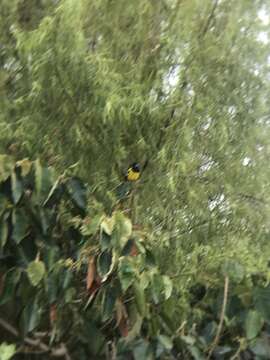 Image of Black-backed Grosbeak