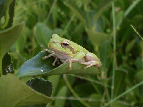 صورة Hyla sarda (De Betta 1853)