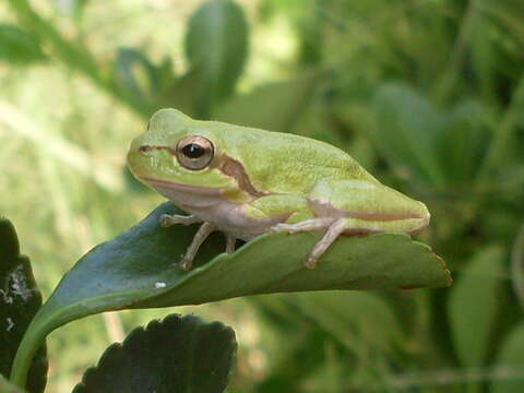 Image de Hyla sarda (De Betta 1853)