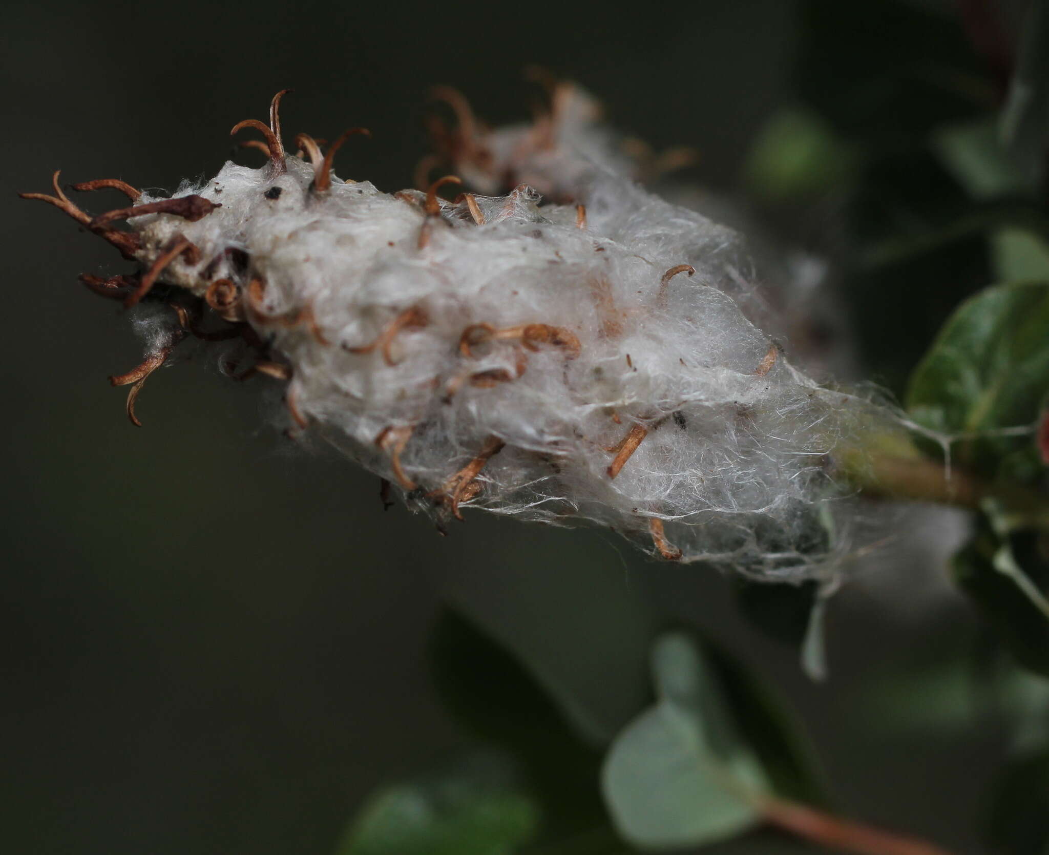 Image of Alaska bog willow