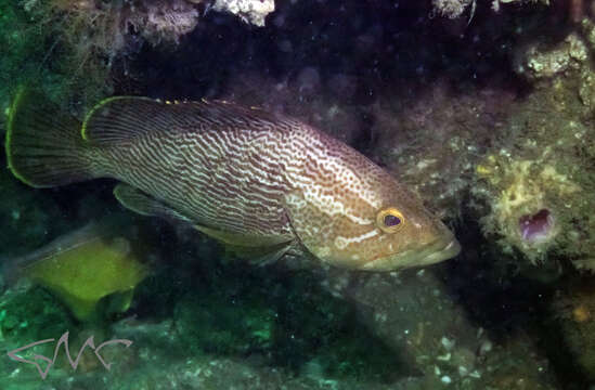 Epinephelus undulatostriatus (Peters 1866)的圖片