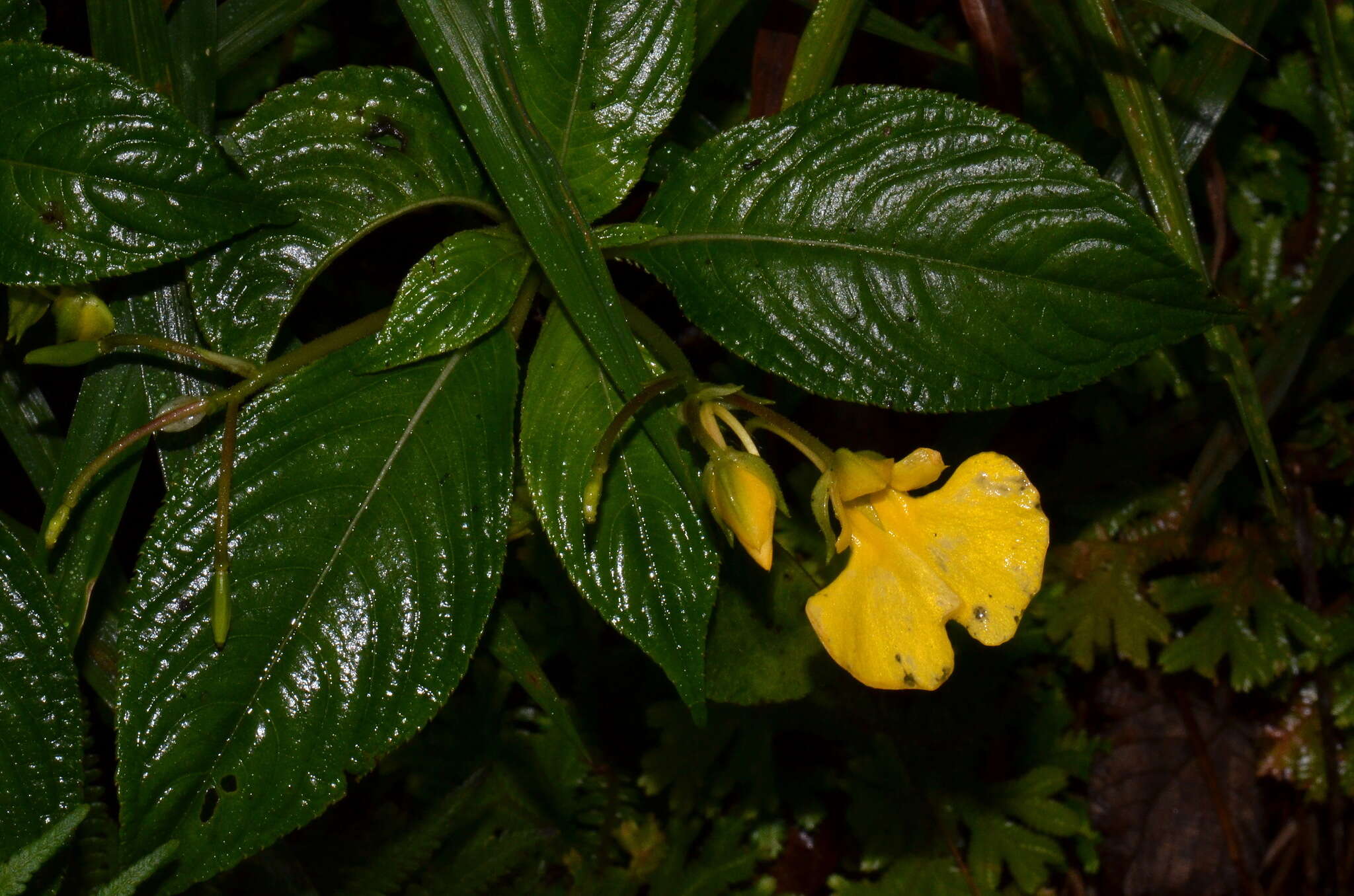 Image of Impatiens oncidioides Ridleyex Hook. fil.