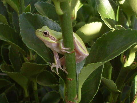 صورة Hyla sarda (De Betta 1853)