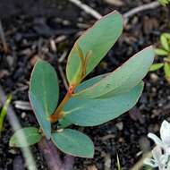 Image of snow gum