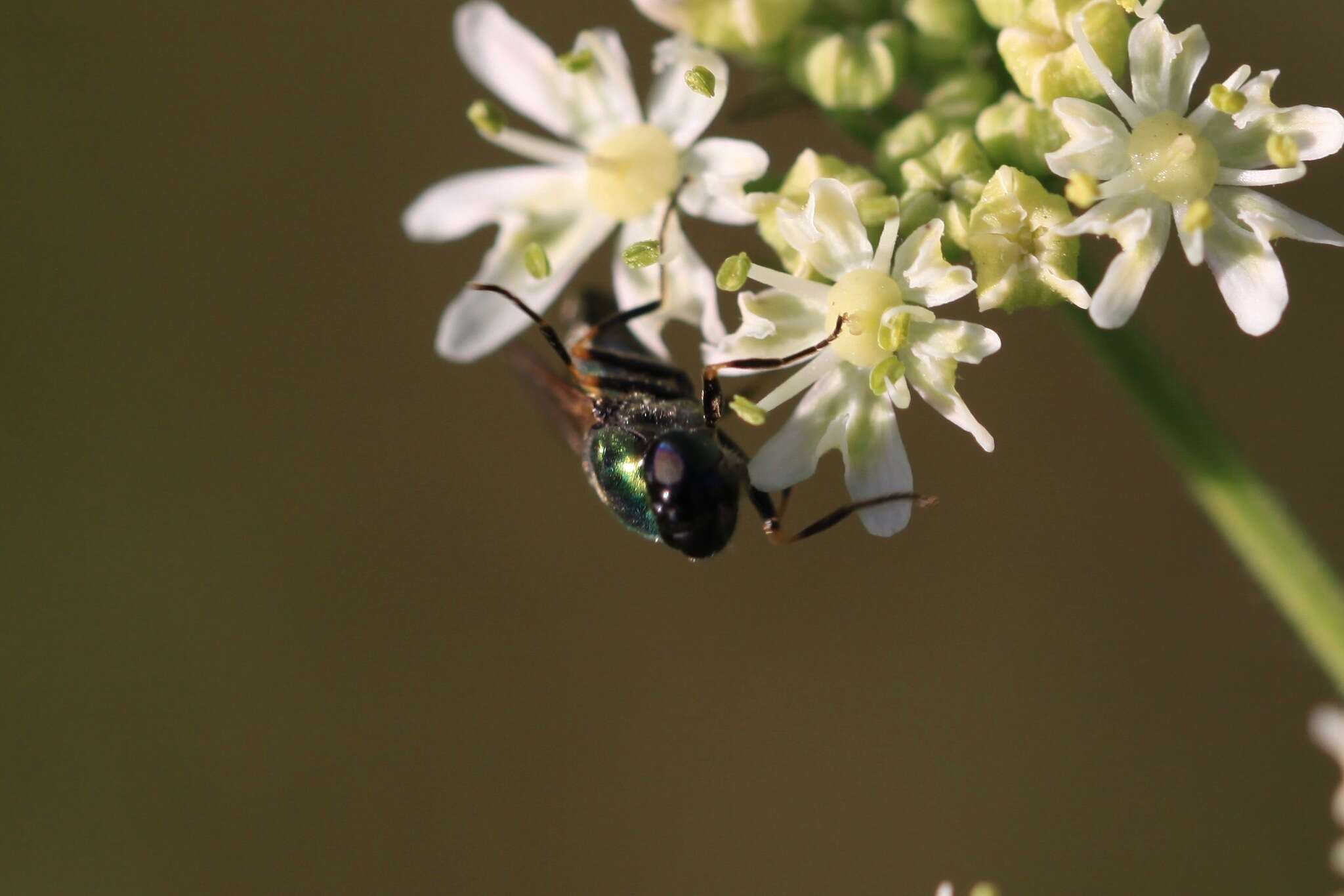 Imagem de Chloromyia formosa (Scopoli 1763)