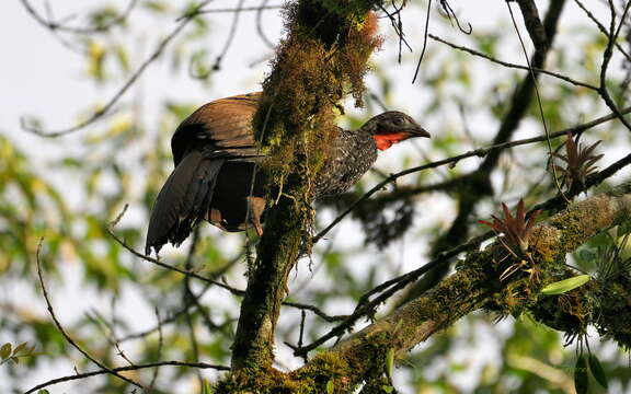 Image of Cauca Guan