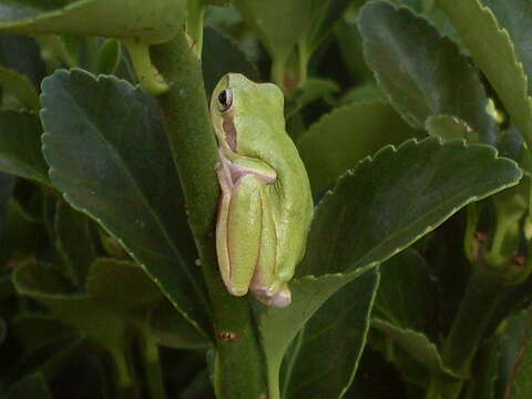 Image de Hyla sarda (De Betta 1853)