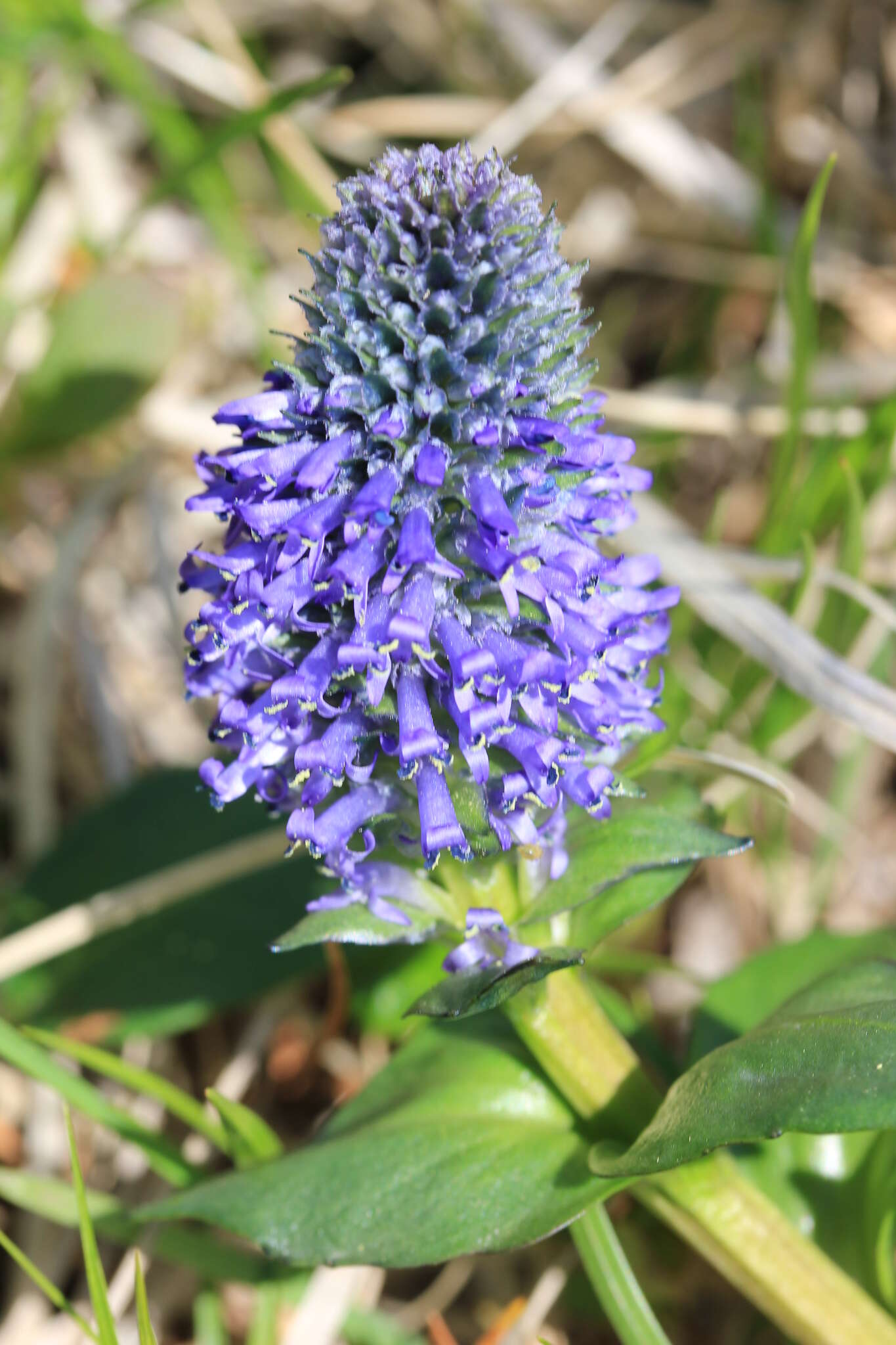 Imagem de Lagotis glauca J. Gaertn.