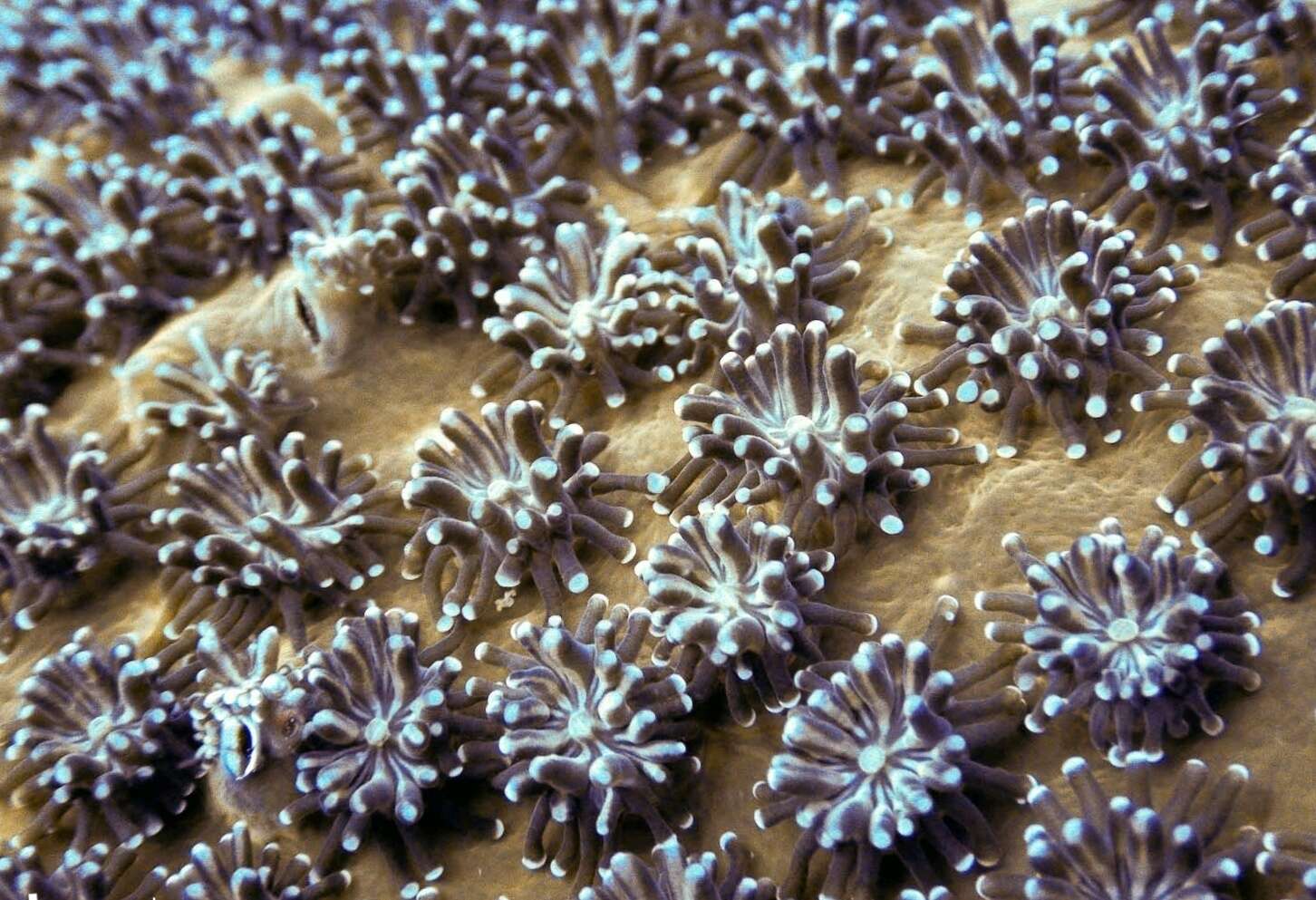 Image of Galaxea coral