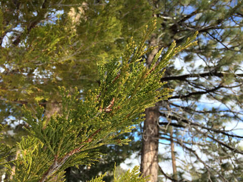 Image of Incense-cedar