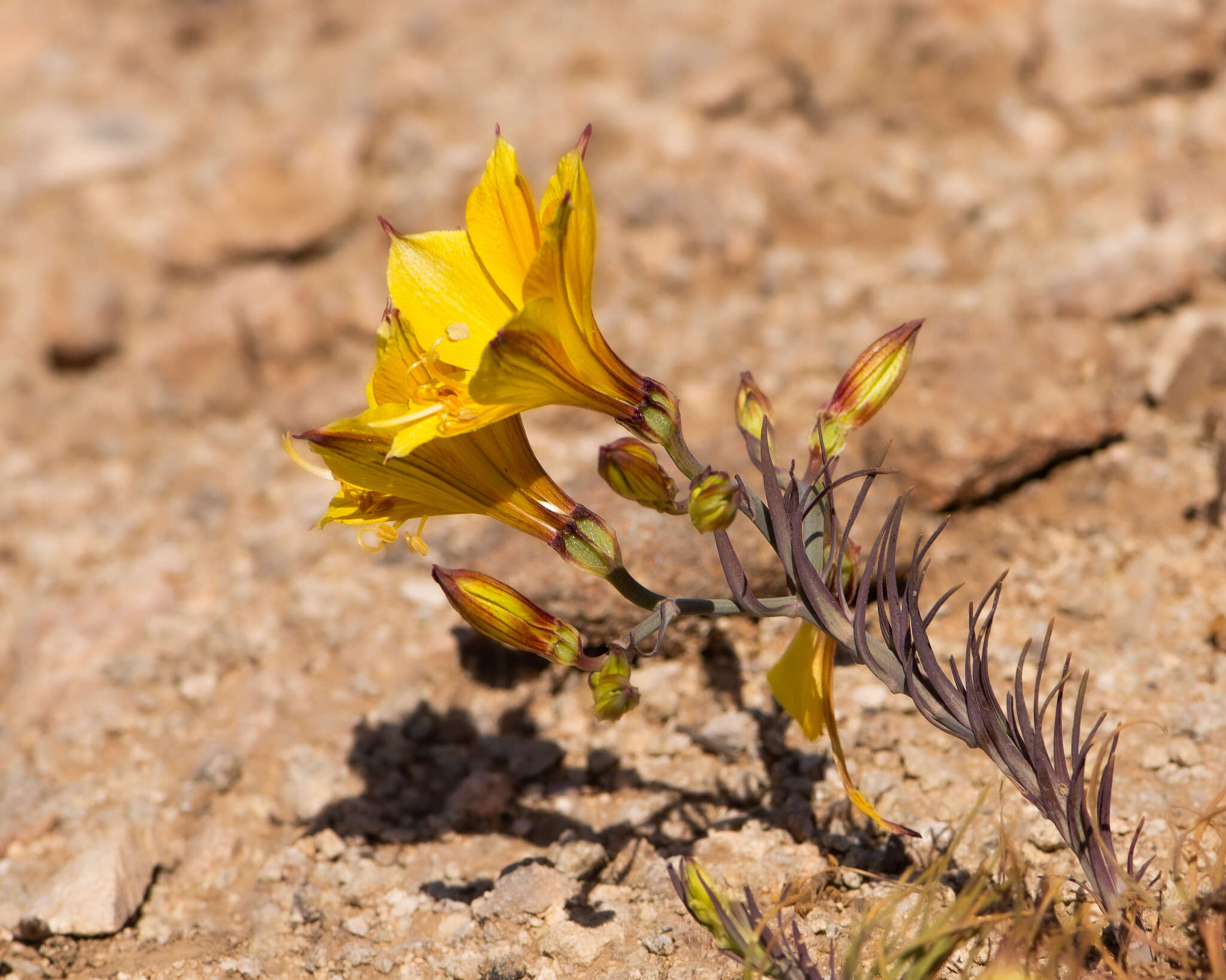 Image of Alstroemeria kingii Phil.