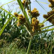 Image of Cyperus glomeratus L.