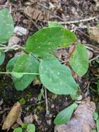 Image of Nuttall's ticktrefoil