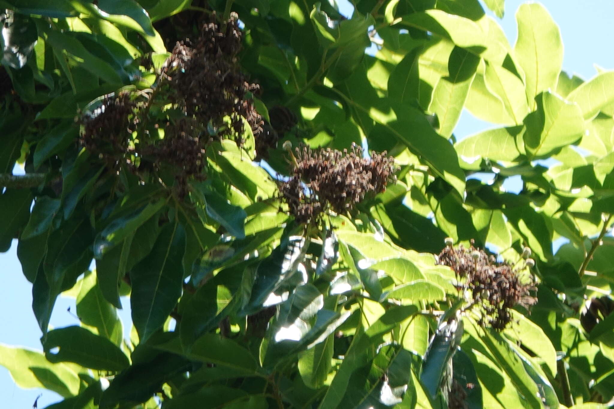 Image of Reevesia formosana Sprague