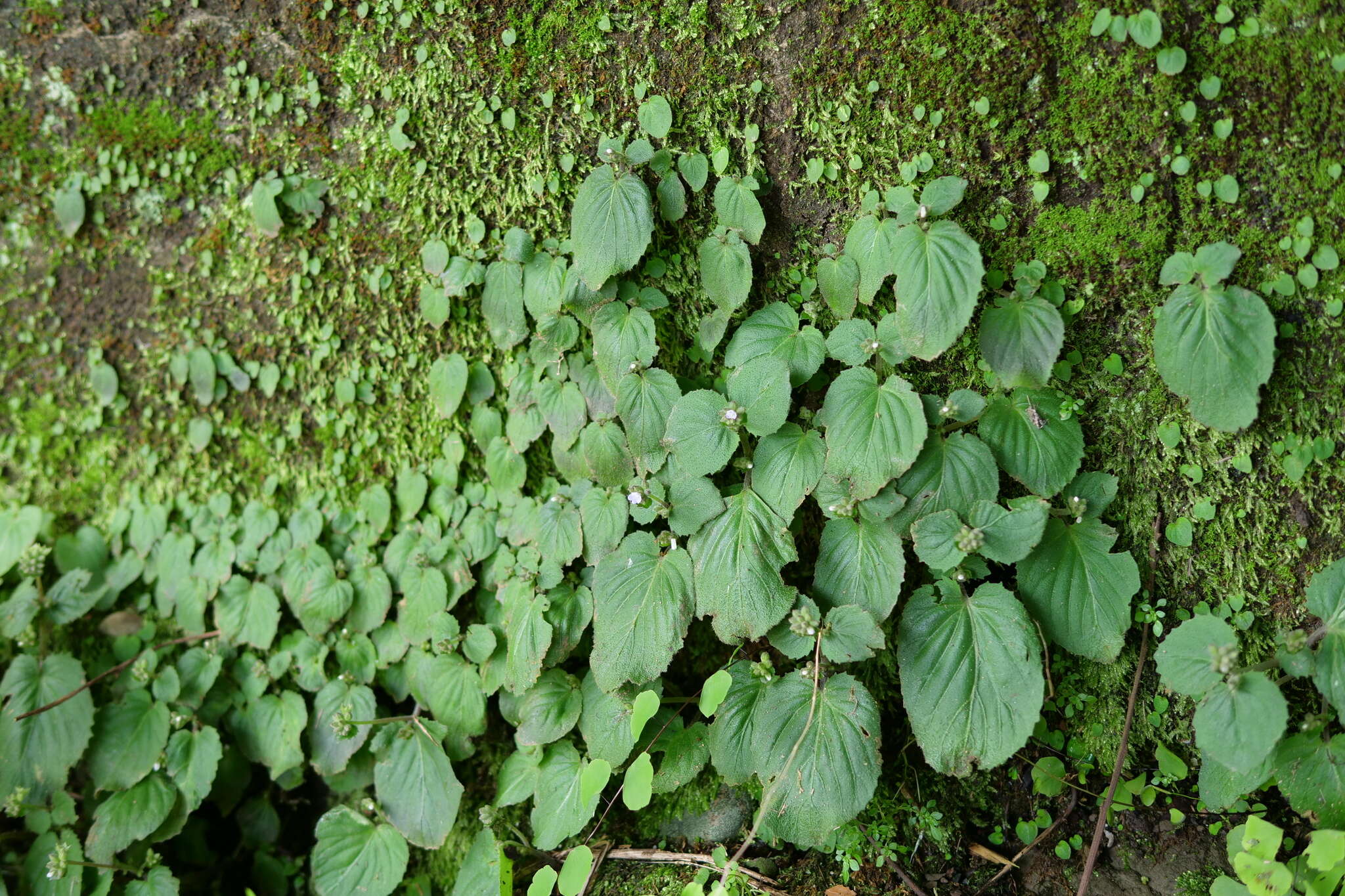 Plancia ëd <i>Epithema ceylanicum</i> Gardner