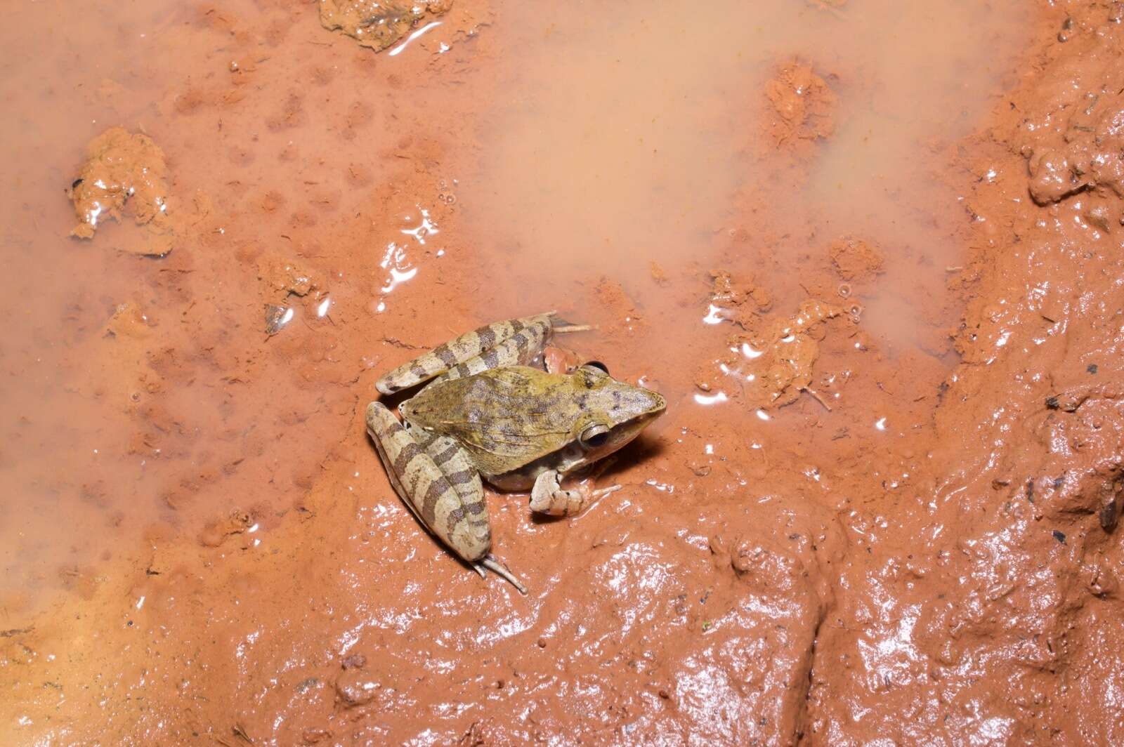 Image de Ptychadena longirostris (Peters 1870)