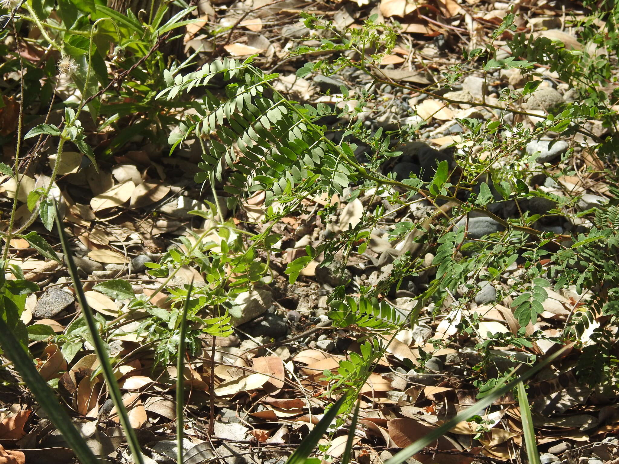 Image of Hispaniolan giant ameiva