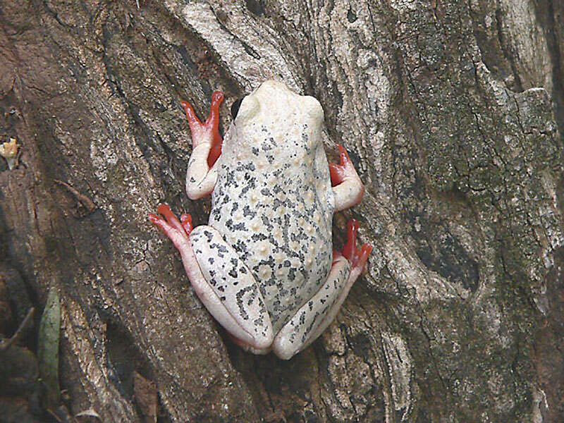 Image of Common Reed Frog