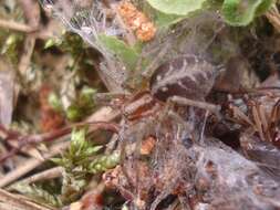 Image of Agelena labyrinthica (Clerck 1757)