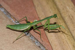 Image of Stagmomantis nahua Saussure 1869