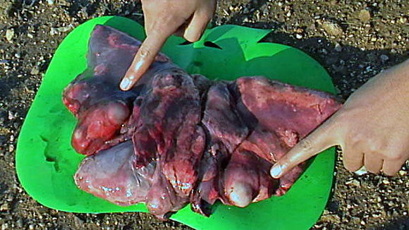 Image of Dog Tapeworm