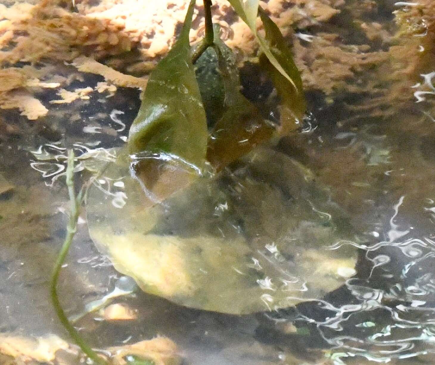 Image of Asiatic Softshell Turtle