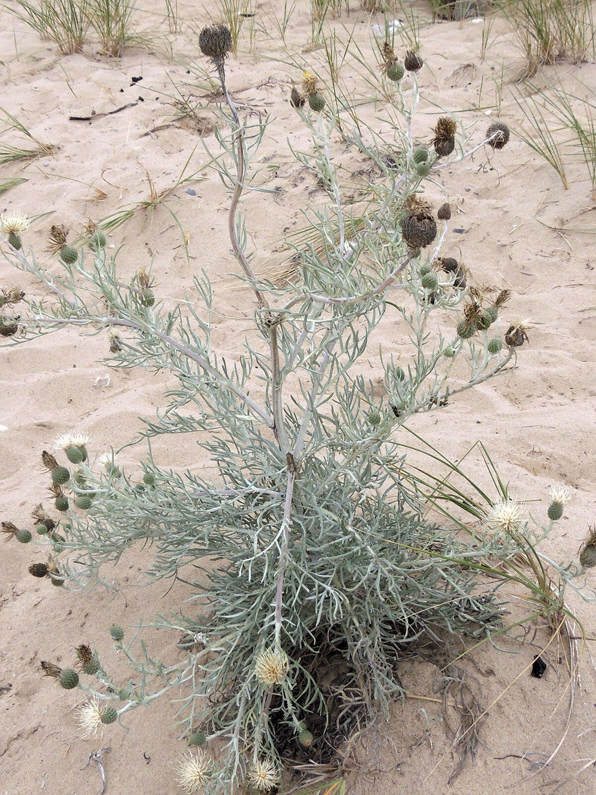 Imagem de Cirsium pitcheri (Torr. ex Eaton) Torr. & A. Gray