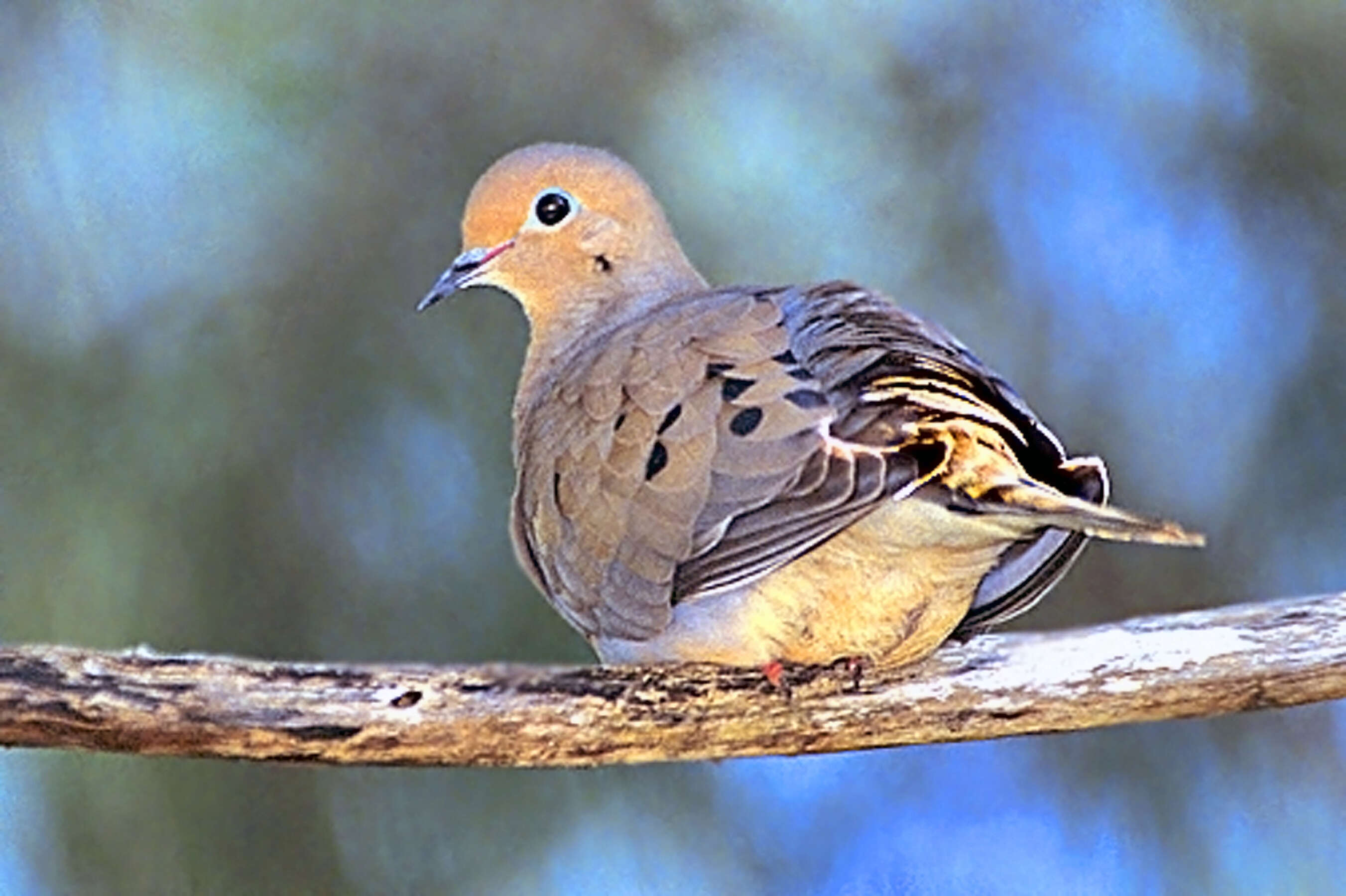 Image of American Mourning Dove