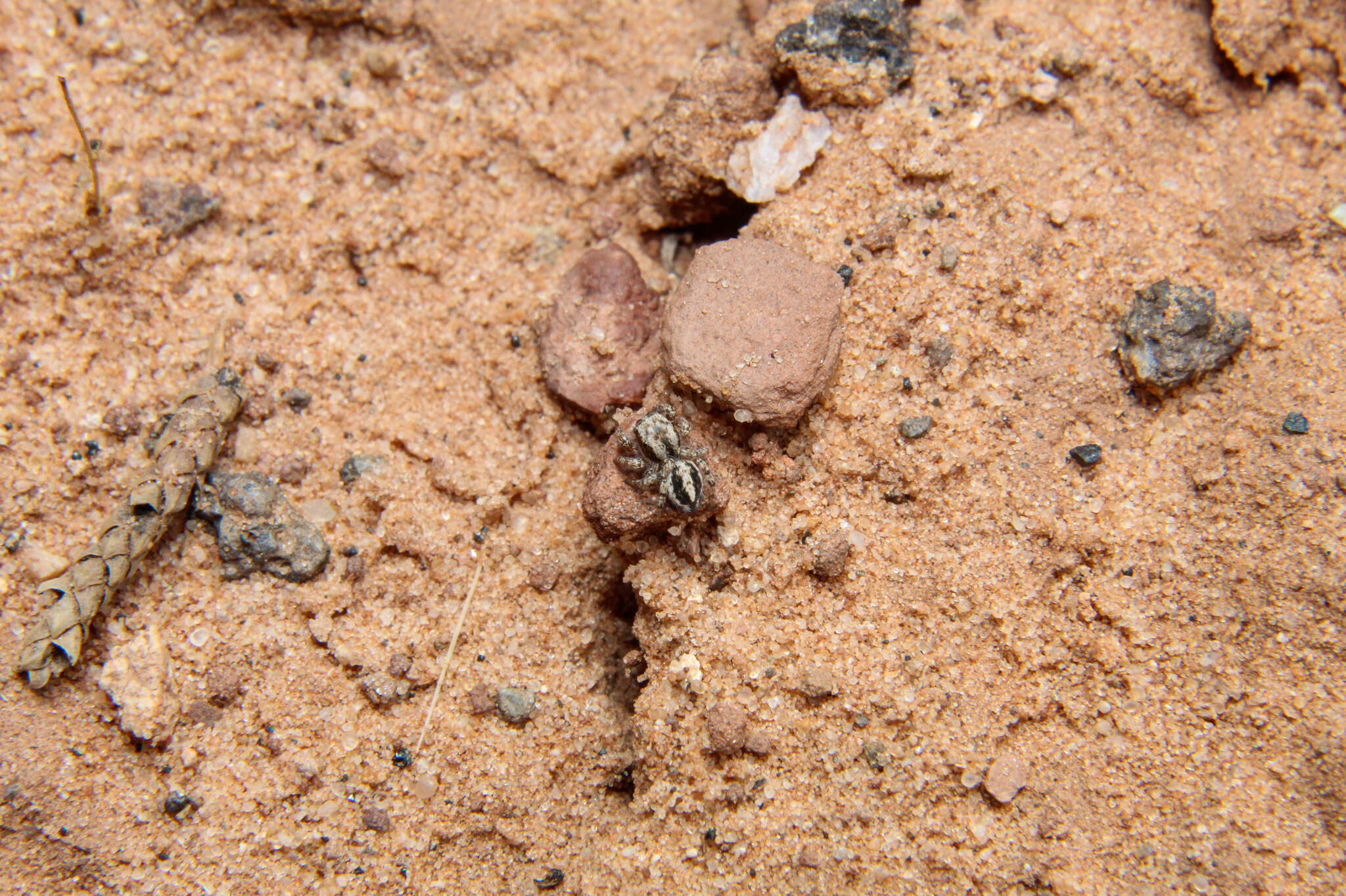 Image of Habronattus conjunctus (Banks 1898)