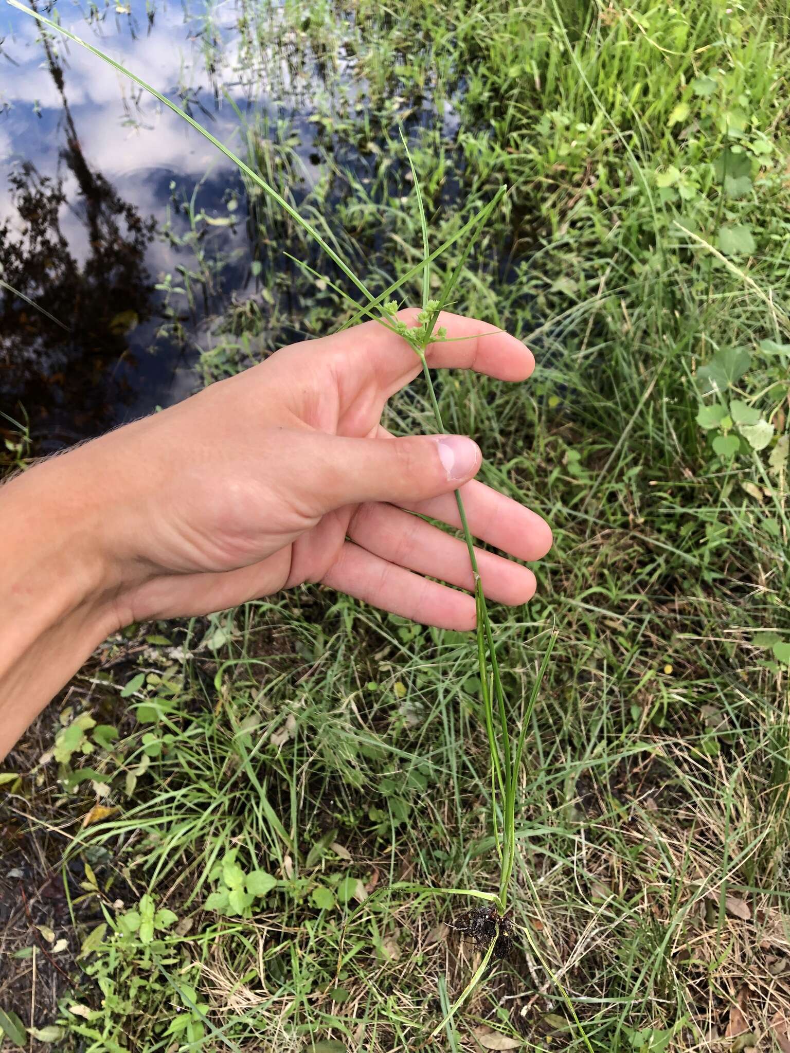 Imagem de Cyperus distinctus Steud.