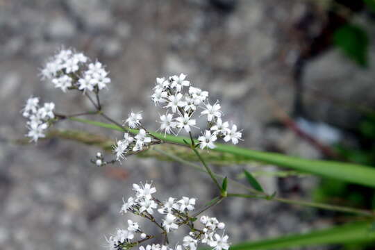 Image de Gypsophila oldhamiana Miq.