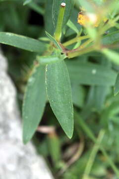 Gypsophila oldhamiana Miq. resmi