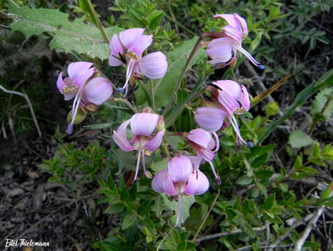 Image of Alstroemeria revoluta Ruiz & Pav.