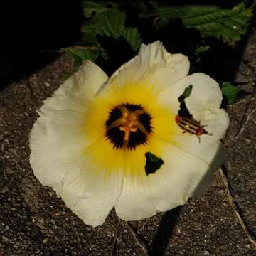 Image of Politician's Flower