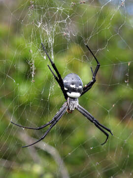 Image of Argiope trifasciata kauaiensis Simon 1900