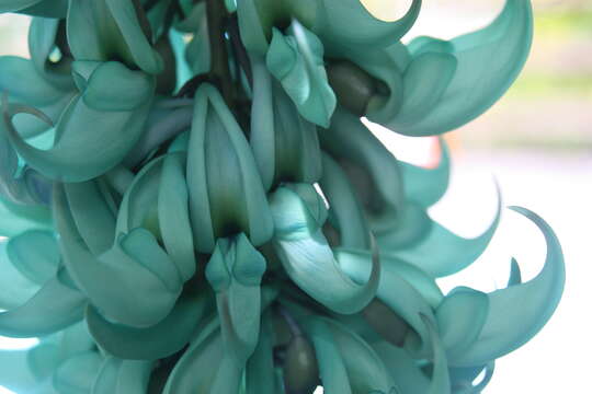 Image of Jade Vine