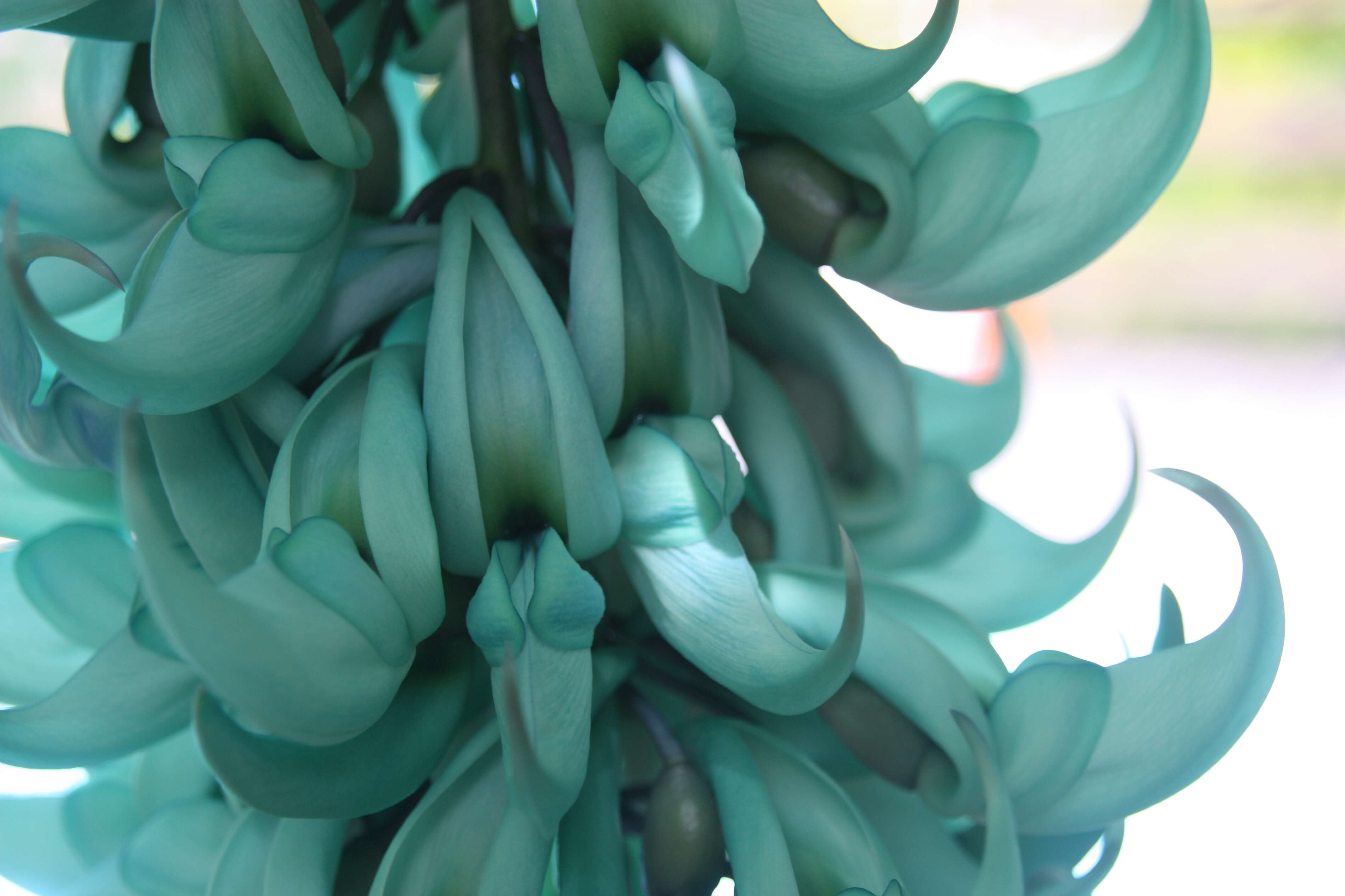 Image of Jade Vine