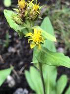 Image of arctic goldenrod