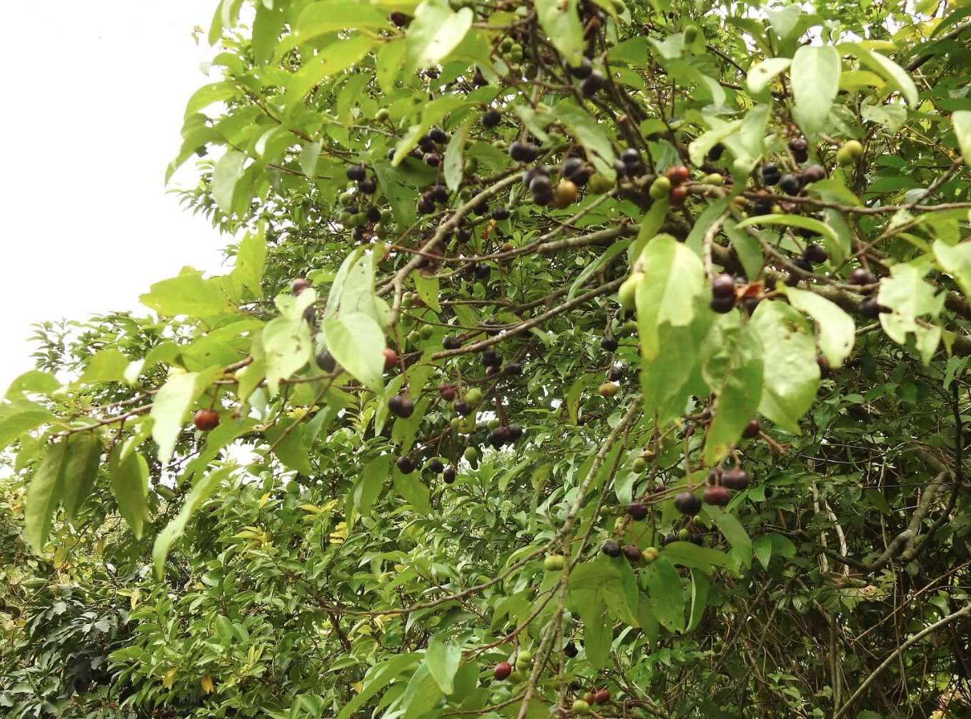 Image of Pygeum arboreum var. montanum (Hook. fil.)