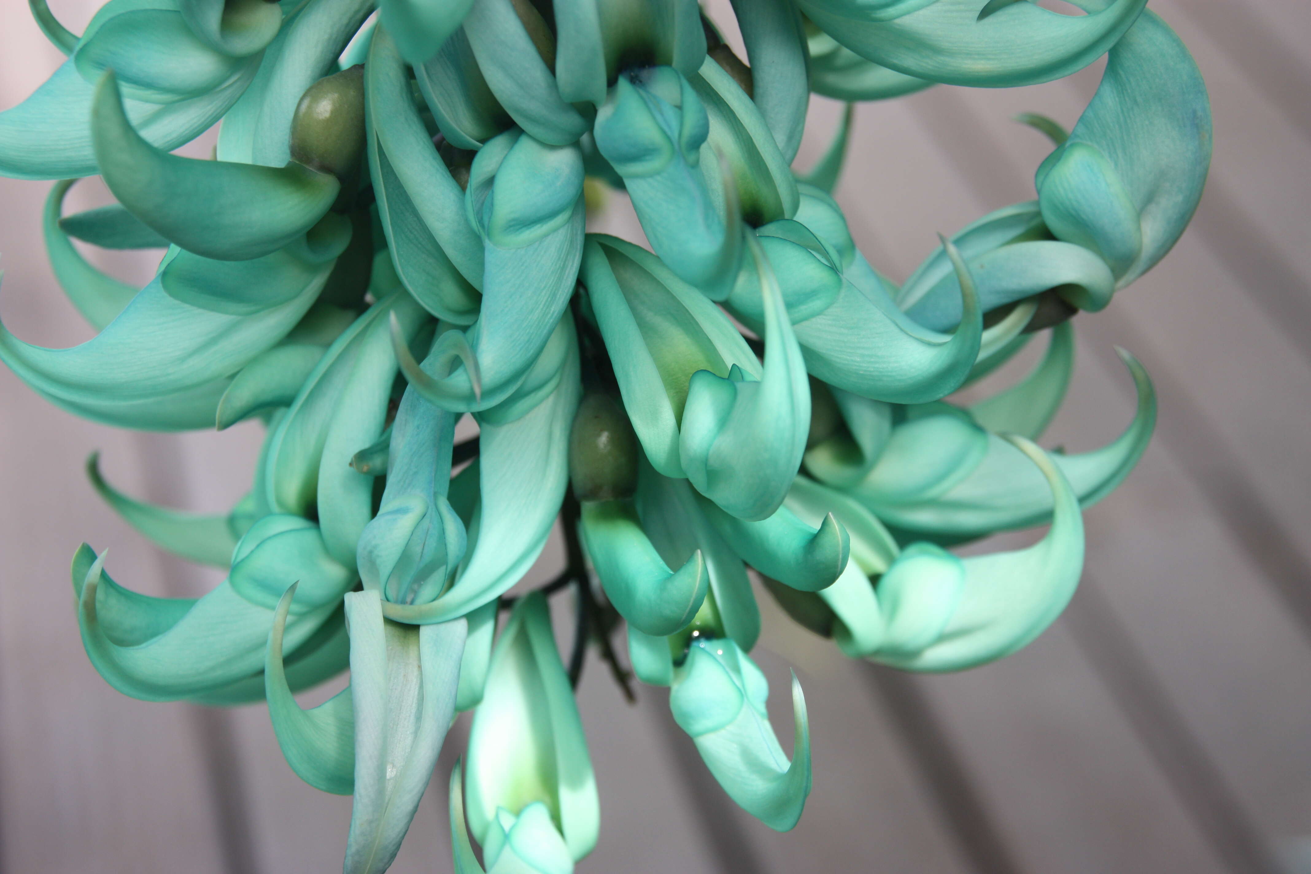 Image of Jade Vine