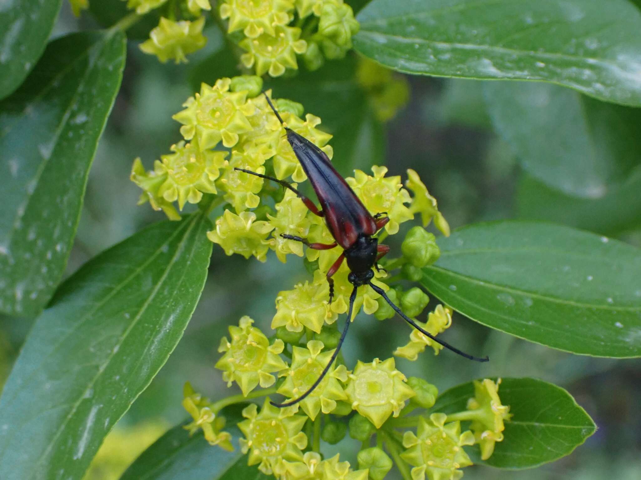 Pedostrangalia (Neosphenalia) emmipoda (Mulsant 1863) resmi