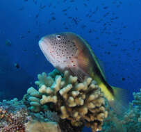 Image of Blackside Hawkfish