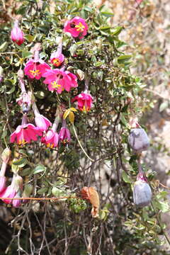 Слика од Passiflora huamachucoensis L. K. Escobar