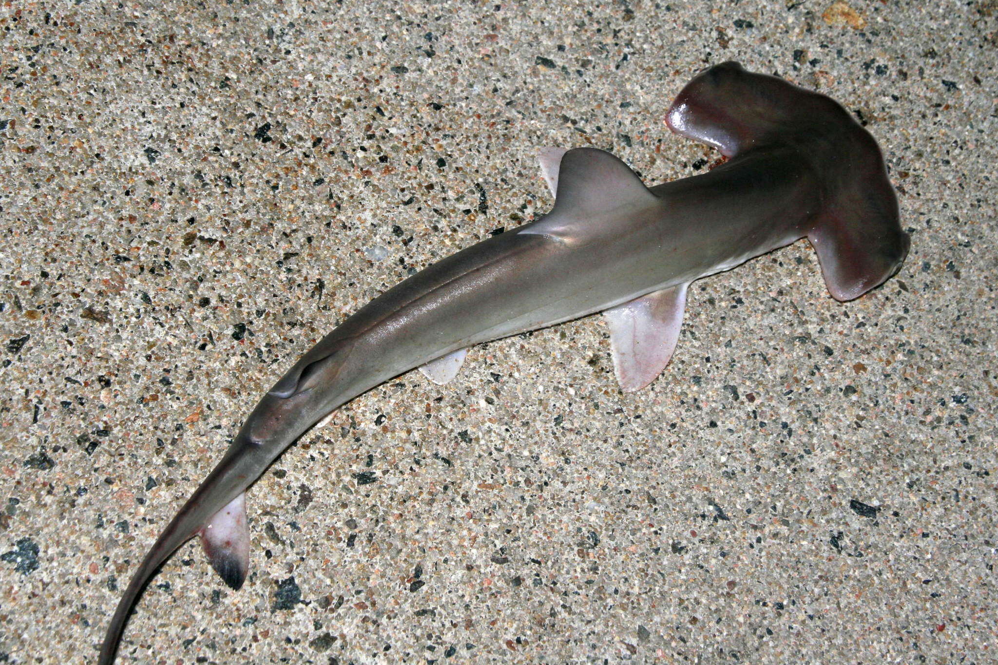 Image of hammerhead sharks