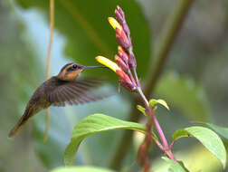 Image of Hook-billed hermit (hummingbird)