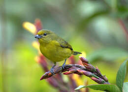 Euphonia violacea (Linnaeus 1758)的圖片