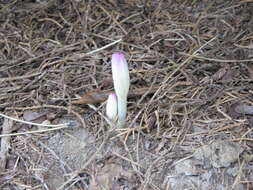 Imagem de Colchicum cilicicum (Boiss.) Dammer